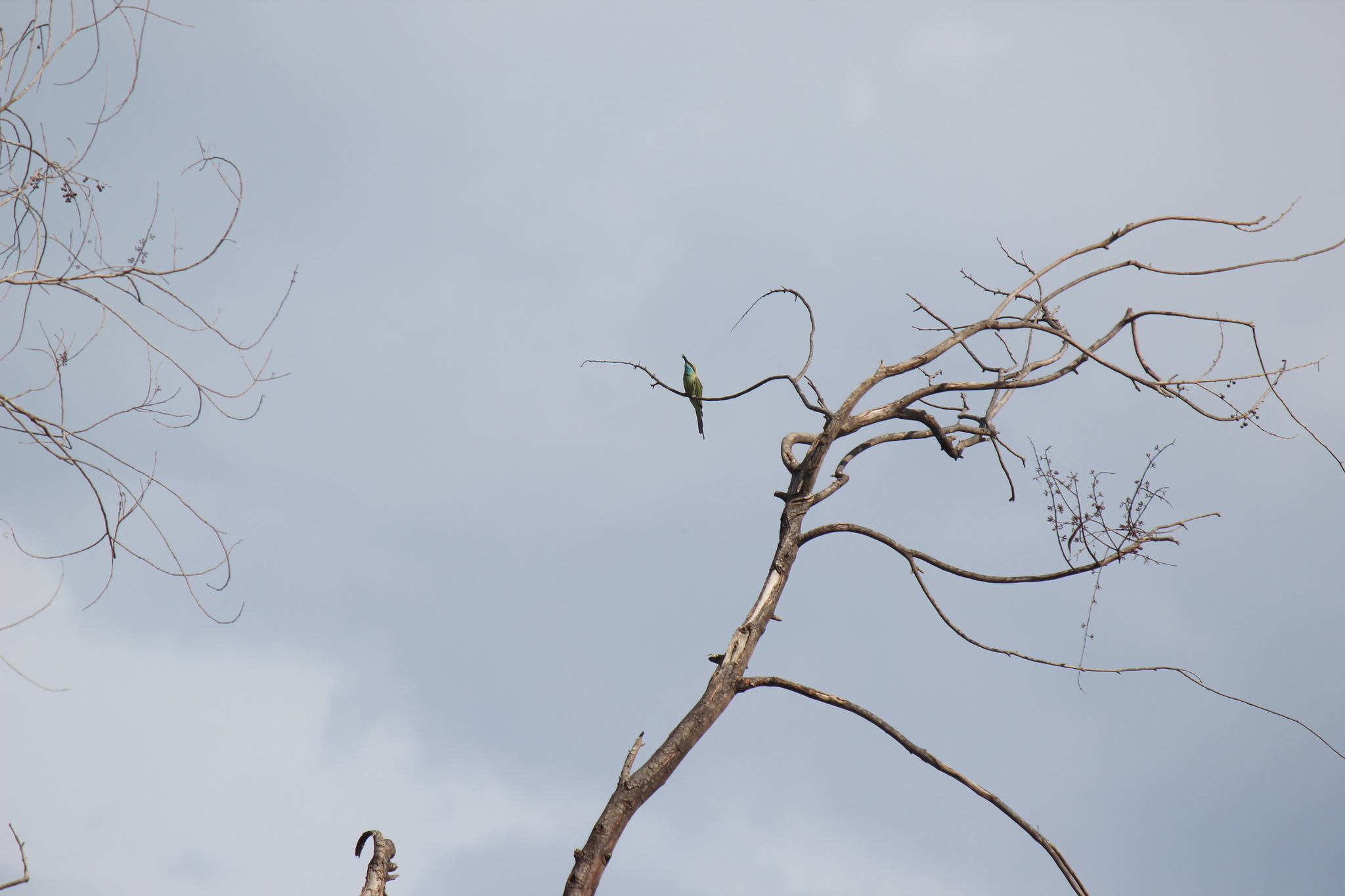 Asian Green Bee-eater