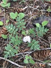Hydrophyllum occidentale