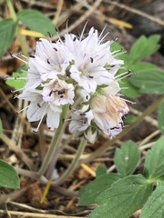 Hydrophyllum occidentale