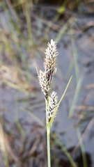 Carex buxbaumii