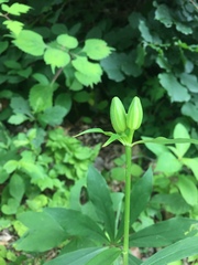 Lilium tsingtauense
