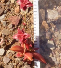 Crassula capitella thyrsiflora