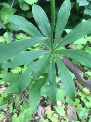 Lilium tsingtauense
