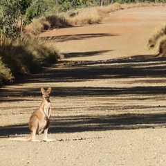 Osphranter antilopinus