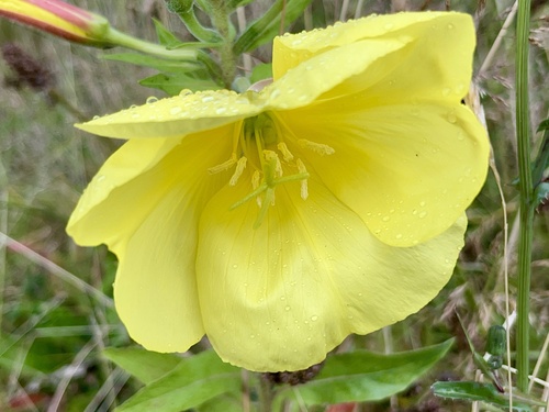 Oenothera glazioviana