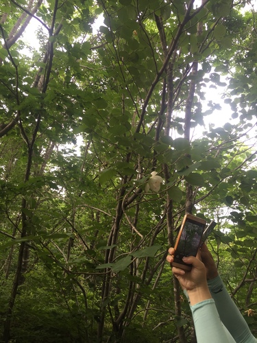 Oyama magnolia