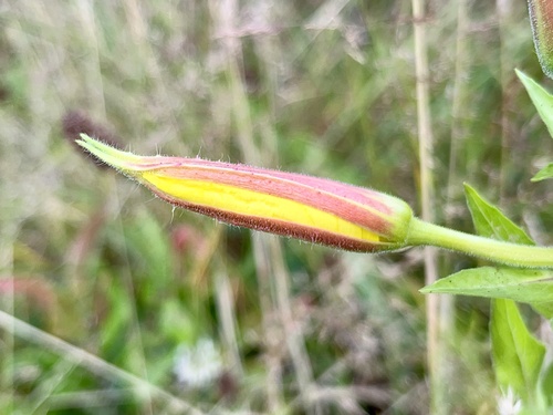 Oenothera glazioviana