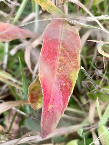 Oenothera glazioviana