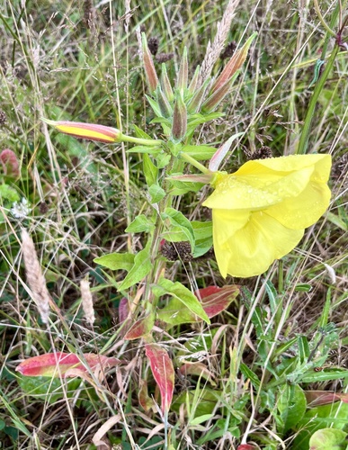 Oenothera glazioviana