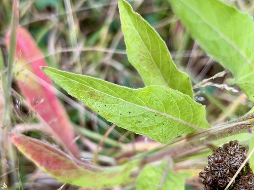 Oenothera glazioviana