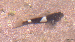 Clinocottus globiceps