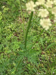 Ligusticum apiifolium