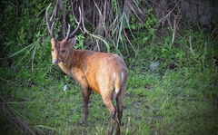 Axis porcinus