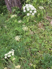 Ligusticum apiifolium