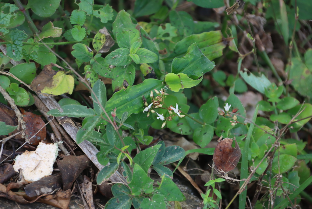 Septimia sarmentosa (Harv.) P.V.Heath 3
