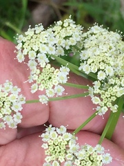 Ligusticum apiifolium