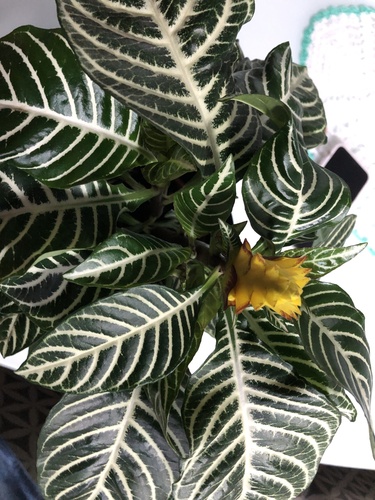 Foto de Planta zebra