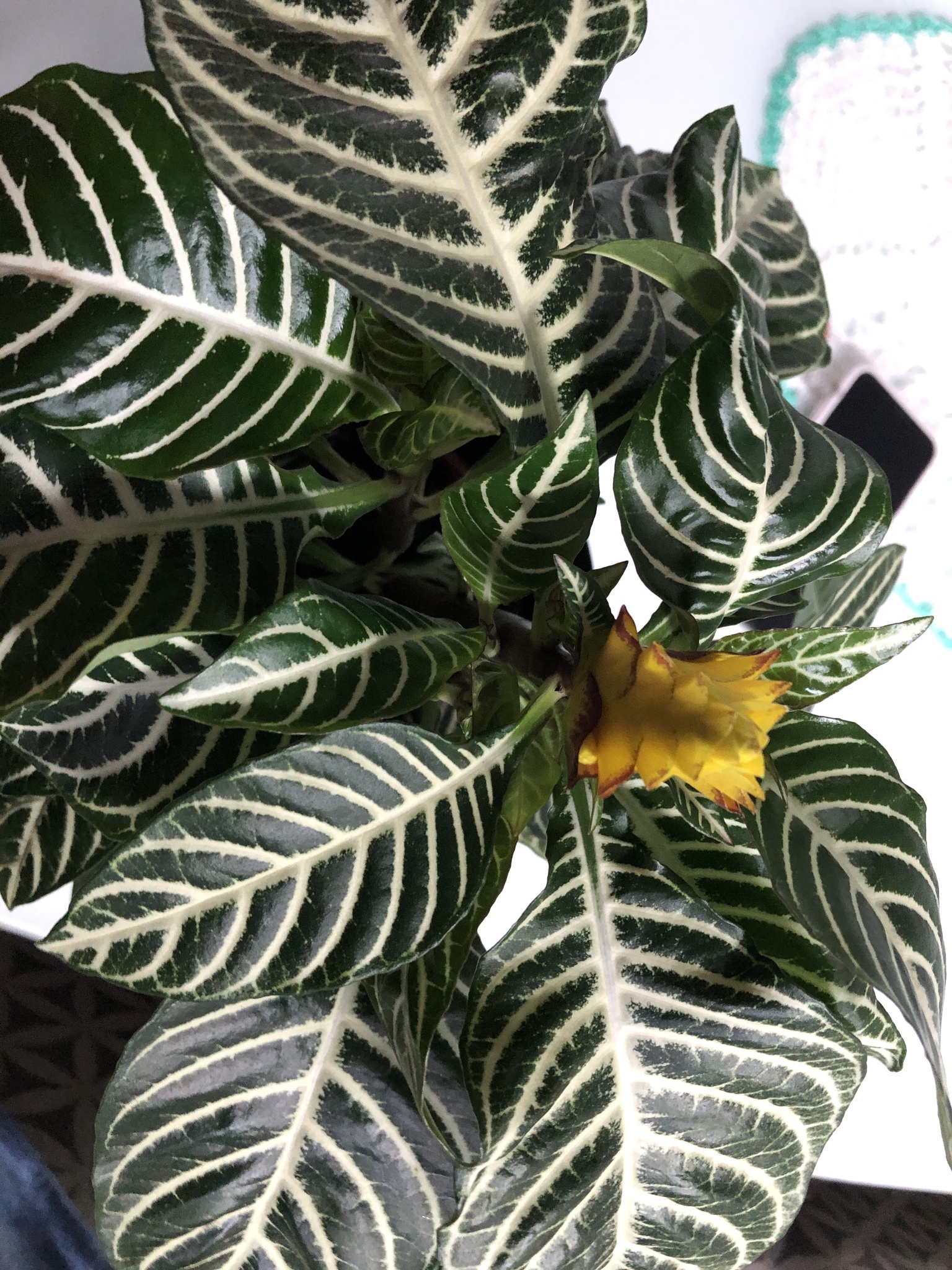 Imagem de Planta zebra