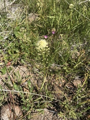 Toxicoscordion venenosum venenosum