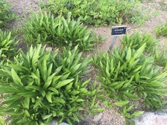 Hosta clausa