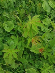 Filipendula palmata
