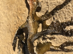 Ecklonia