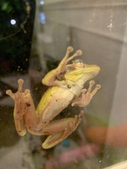 Osteopilus septentrionalis