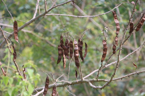 river climbing thorn (Senegalia schweinfurthii)