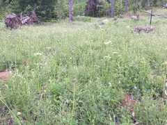 Ligusticum apiifolium