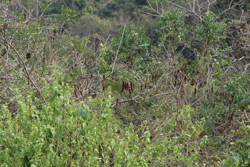 Senegalia schweinfurthii, photograph 3