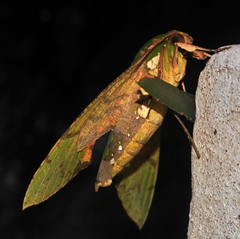 Euchloron megaera