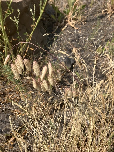 Image of Bromus briziformis by (c) Tyler Barron, some rights reserved (CC BY)