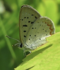 Tharsalea epixanthe