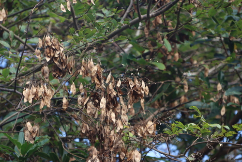 Image of Dalbergia armata by (c) Tony Rebelo, some rights reserved (CC BY-SA)