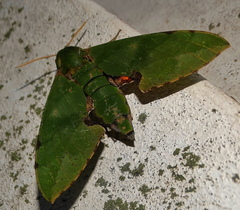 Euchloron megaera