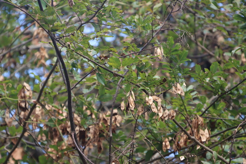 Image of Dalbergia armata by (c) Tony Rebelo, some rights reserved (CC BY-SA)