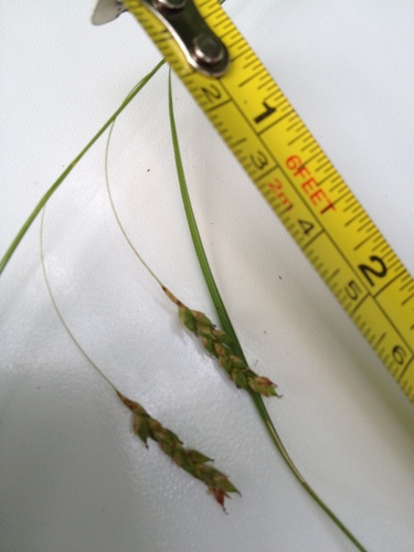 Image of Carex formosa by no rights reserved