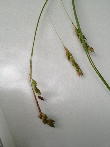 Image of Carex formosa by no rights reserved