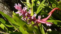 Aechmea marauensis