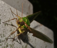 Euchloron megaera
