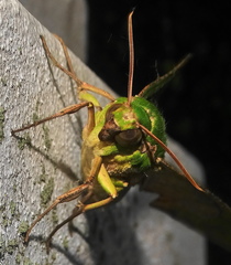 Euchloron megaera