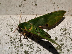 Euchloron megaera