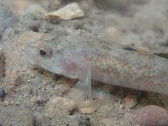Rhinogobius rubromaculatus