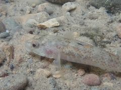 Rhinogobius rubromaculatus