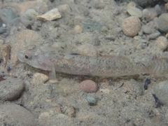 Rhinogobius rubromaculatus