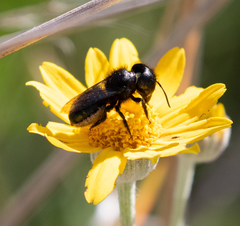 Osmia montana quadriceps