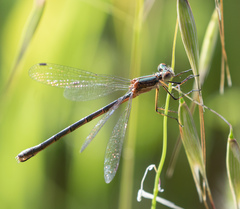 Lestes stultus