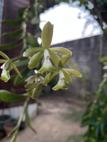 Epidendrum robustum Barb.Rodr.