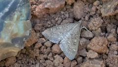 Mecyna mustelinalis