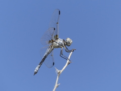Libellula composita